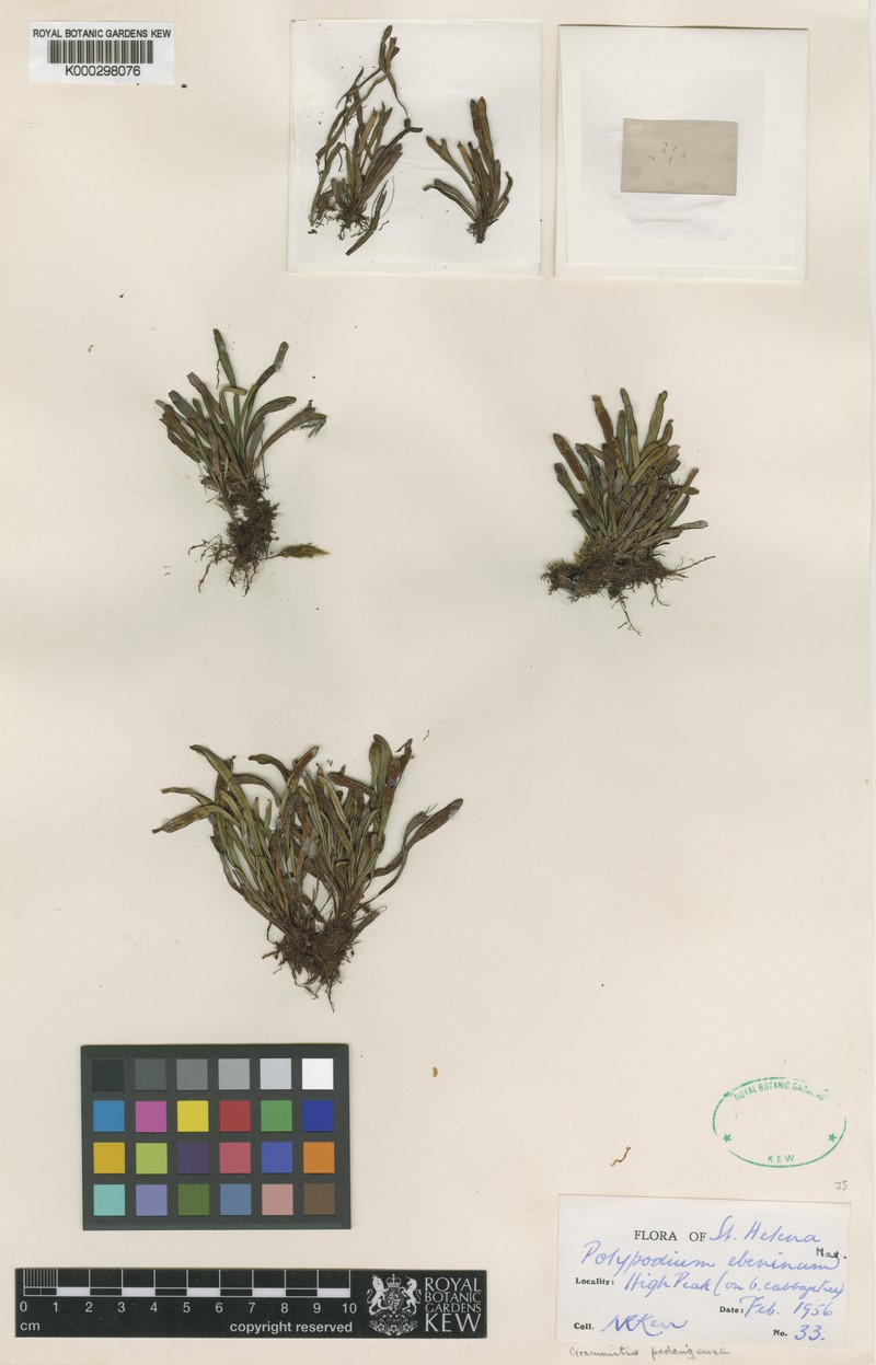 Grammitis quaerenda