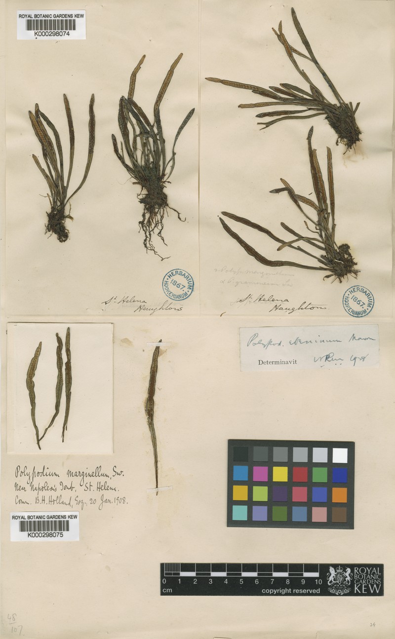 Grammitis quaerenda photo 2