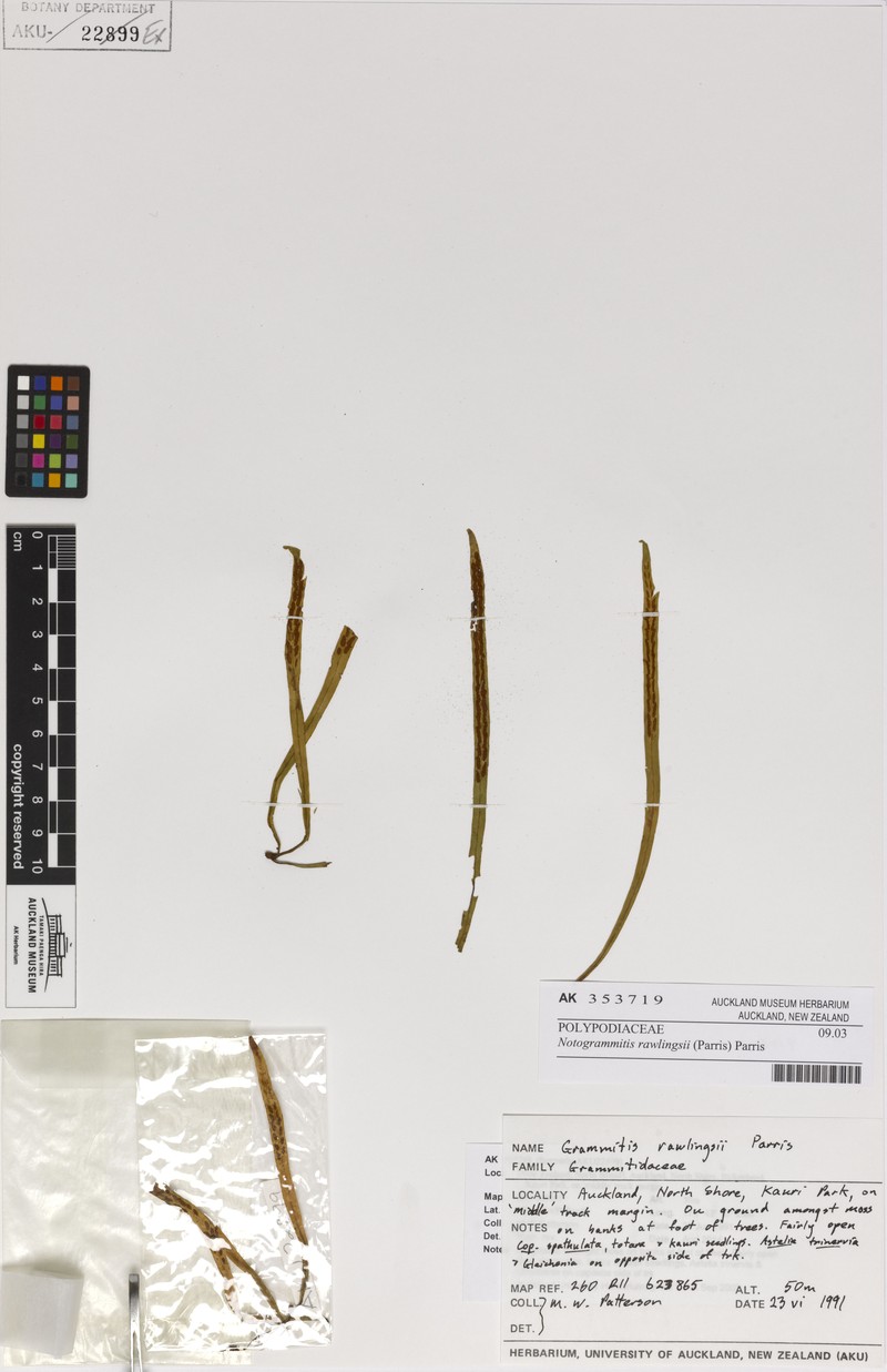 Grammitis rawlingsii