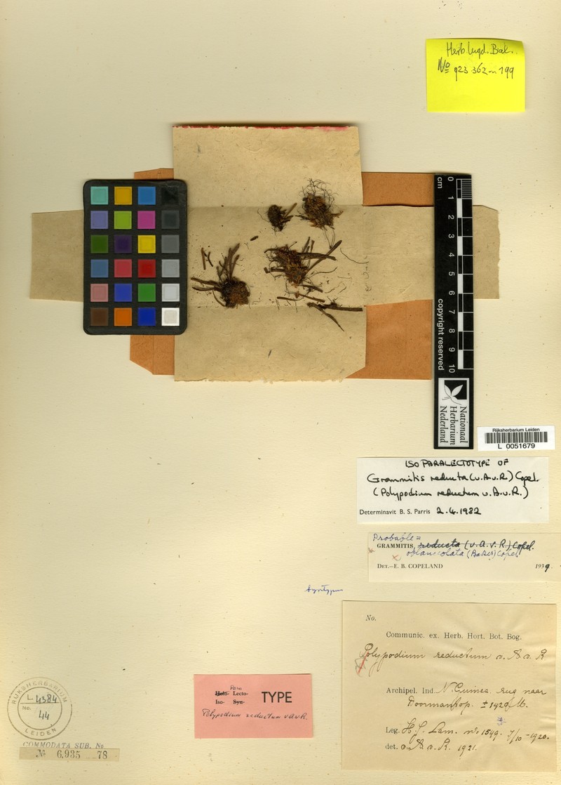 Grammitis reducta
