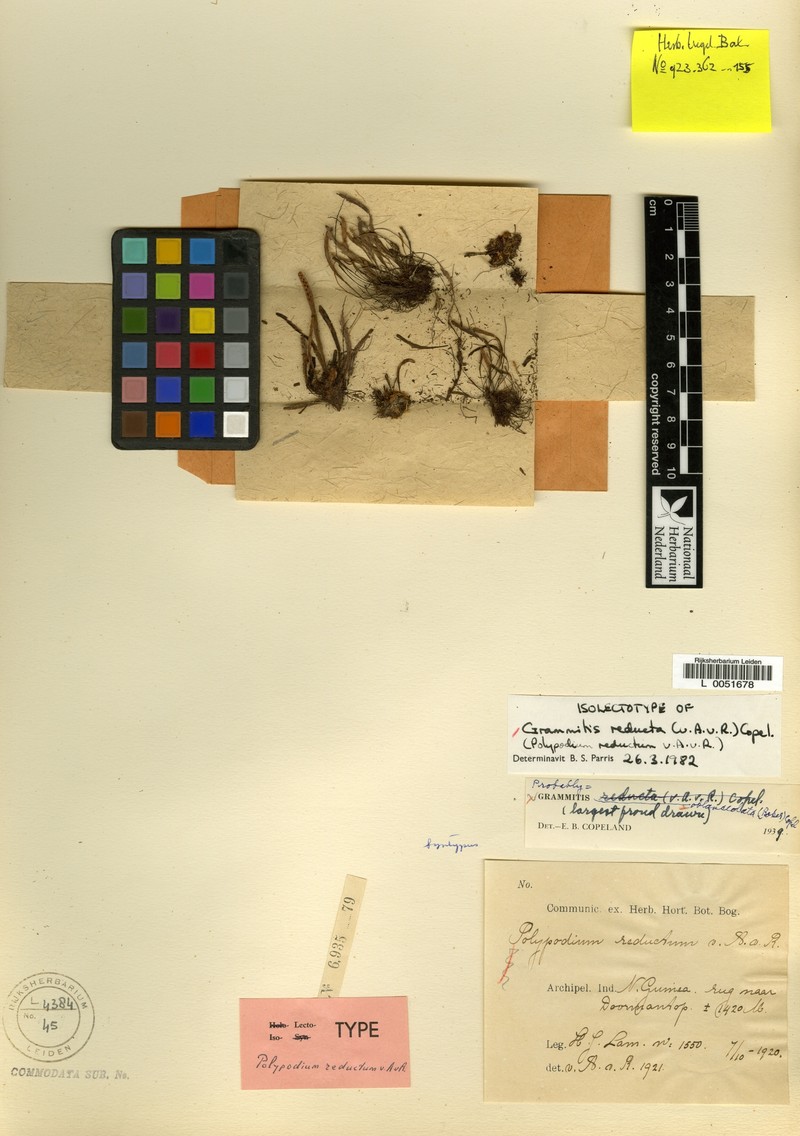 Grammitis reducta photo 2