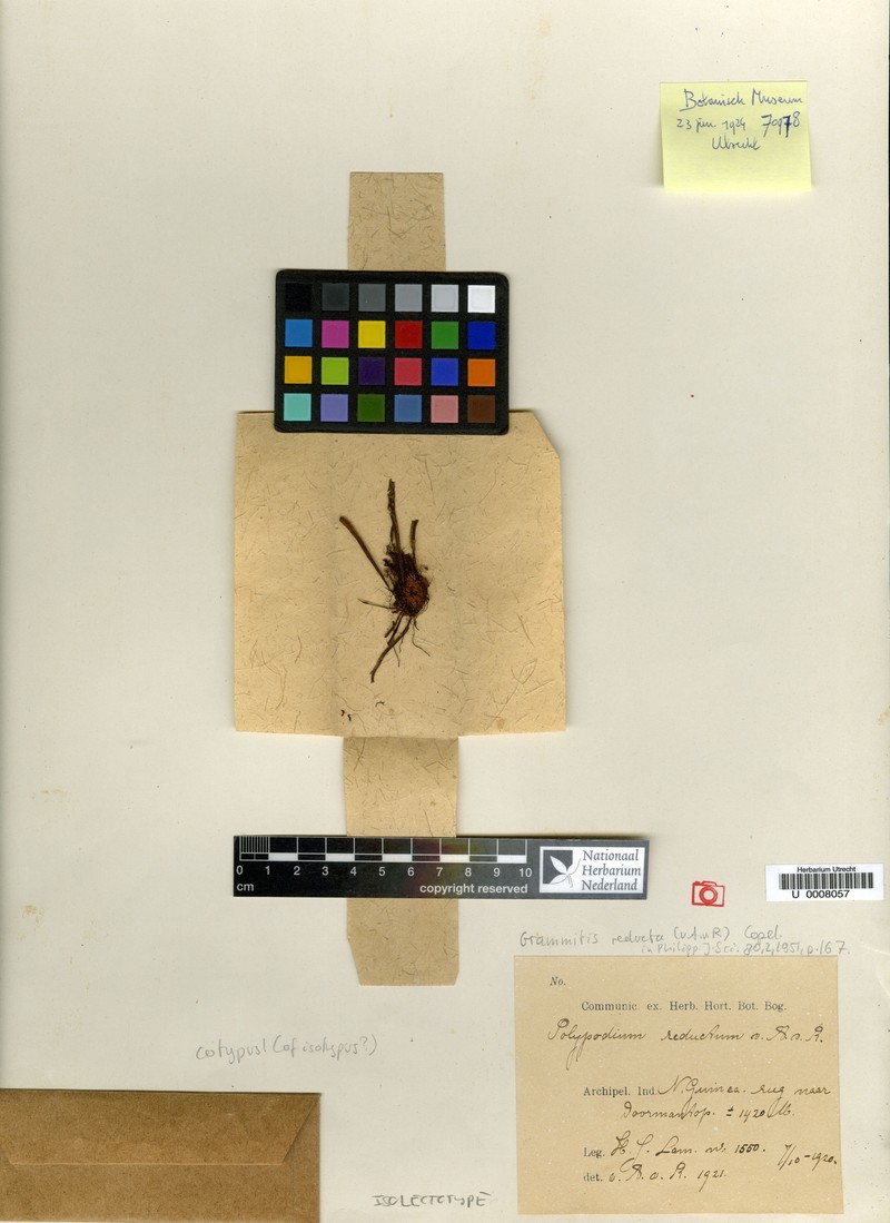 Grammitis reducta photo 3