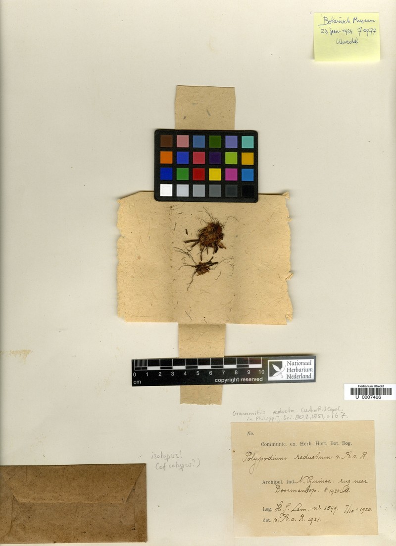 Grammitis reducta photo 4