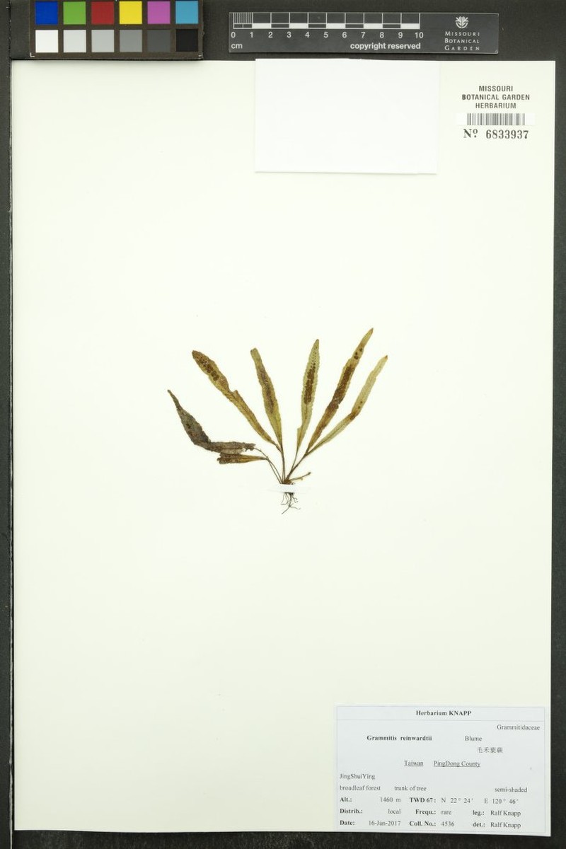 Grammitis reinwardtii photo 2