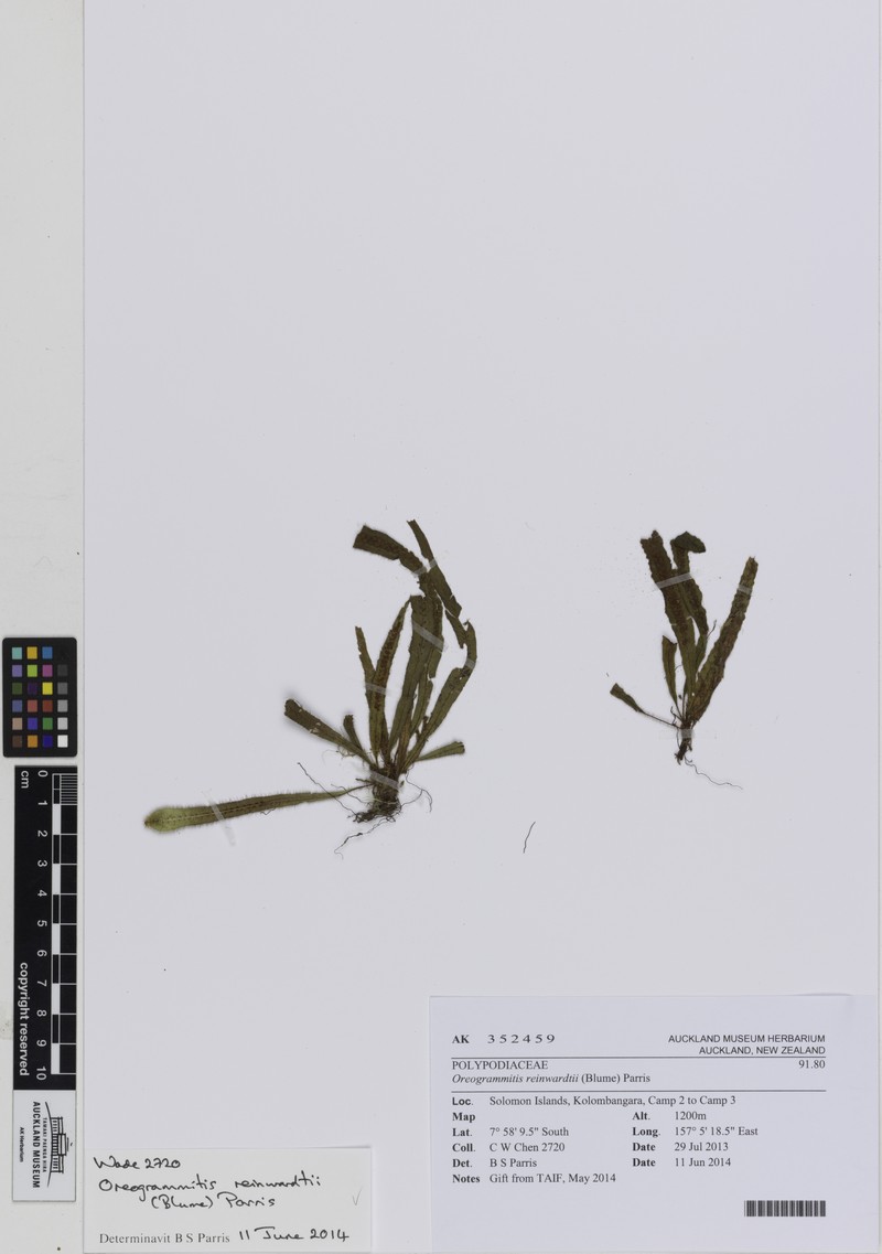 Grammitis reinwardtii