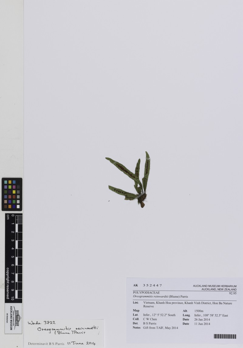 Grammitis reinwardtii photo 3