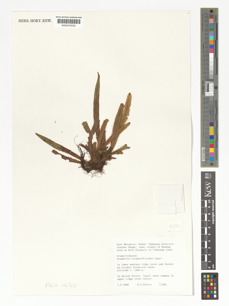Grammitis reinwardtioides