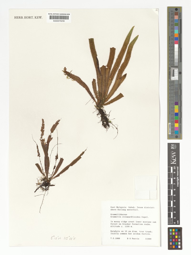 Grammitis reinwardtioides photo 2