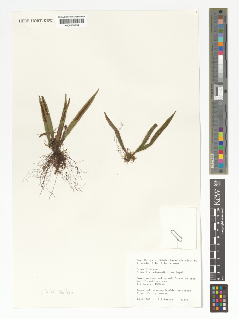 Grammitis reinwardtioides photo 3