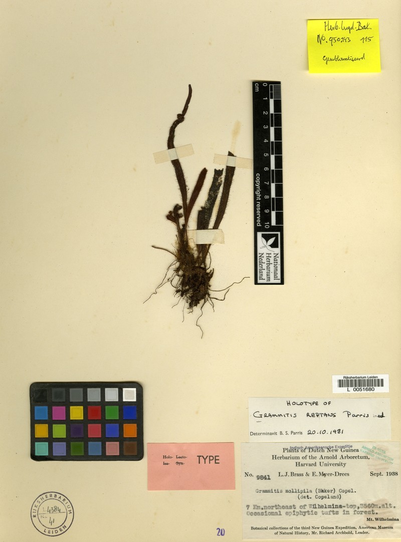 Grammitis reptans