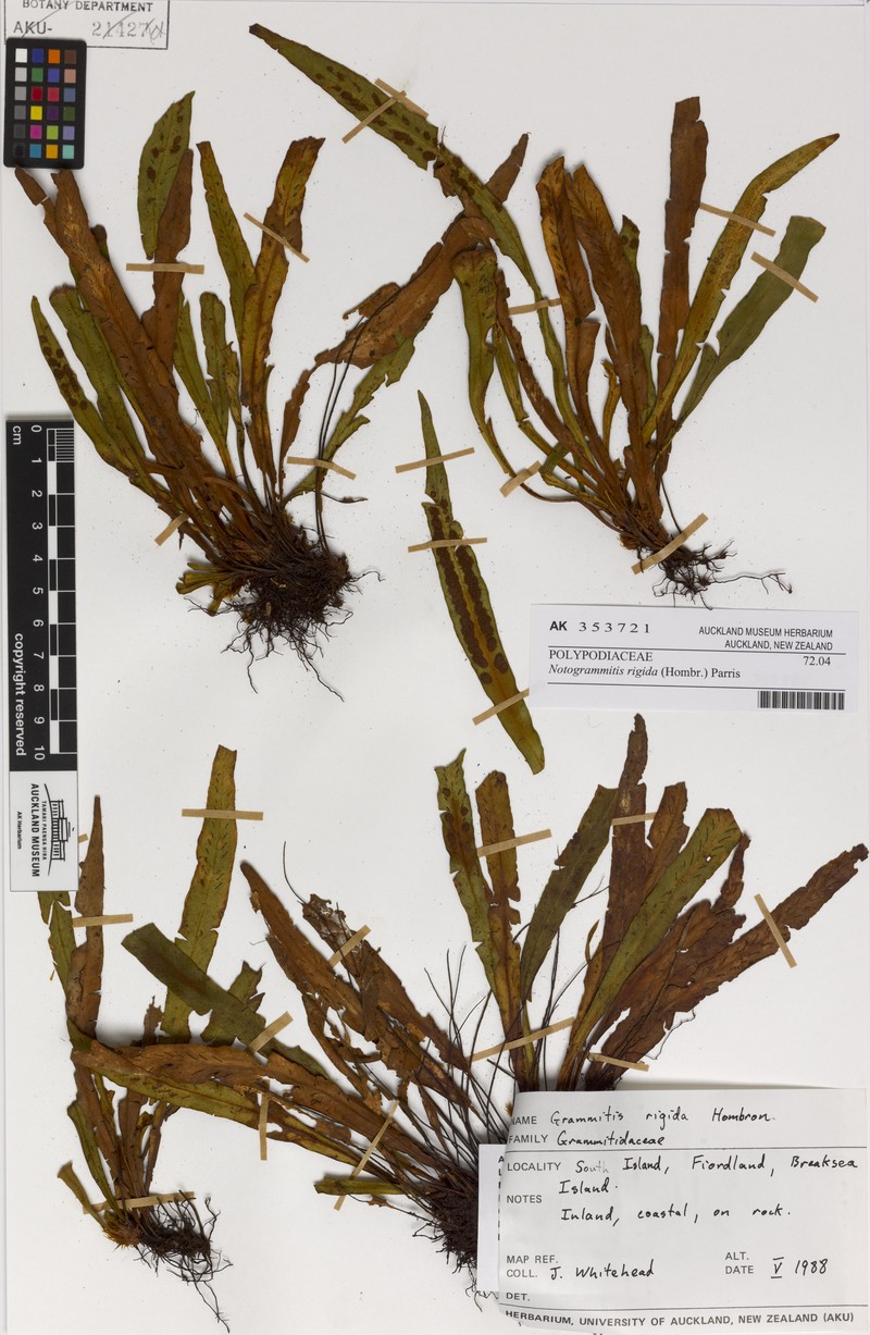 Grammitis rigida