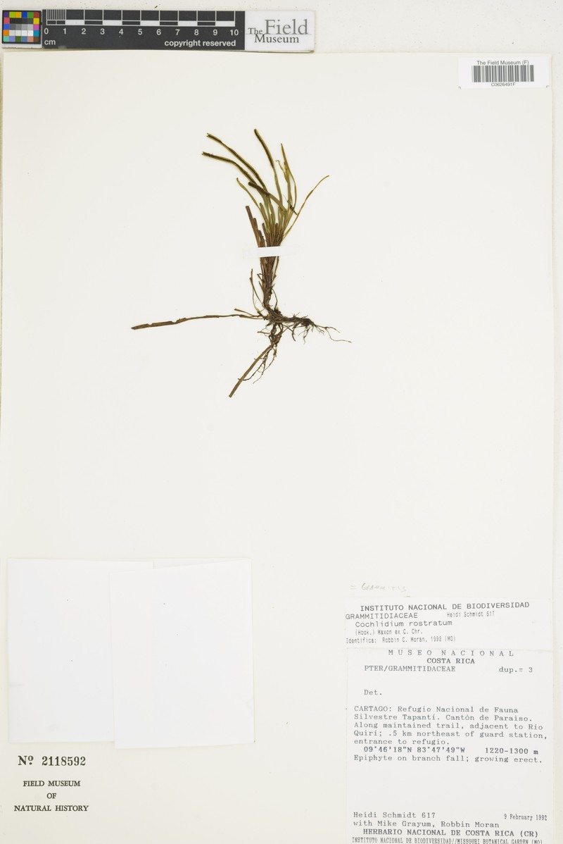 Beaked Snailfern