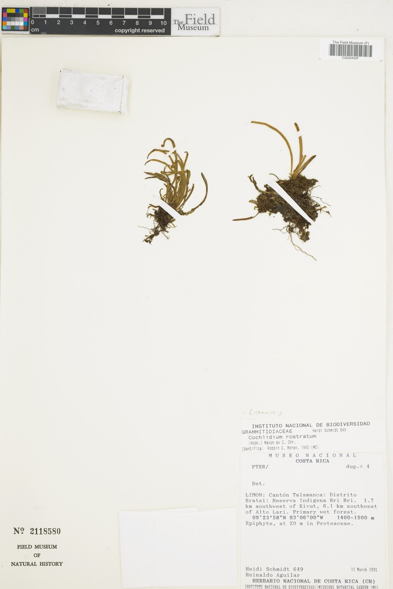 Beaked Snailfern photo 2