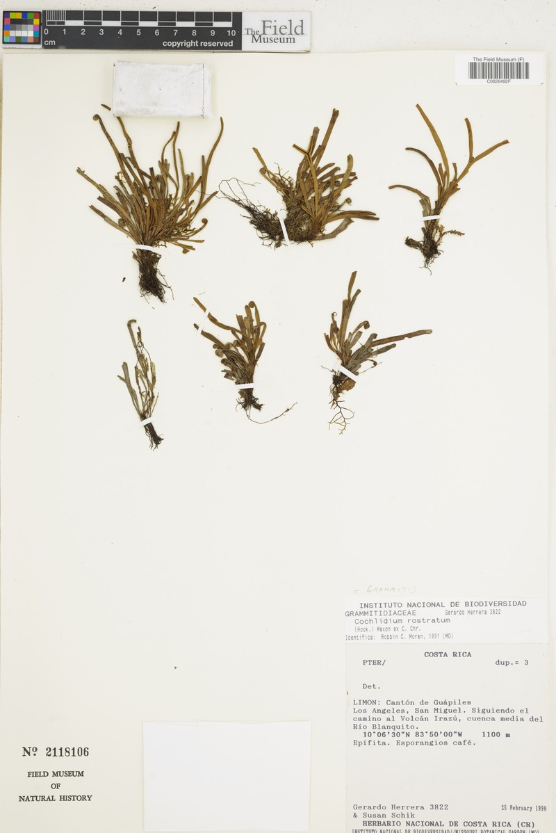 Beaked Snailfern photo 3