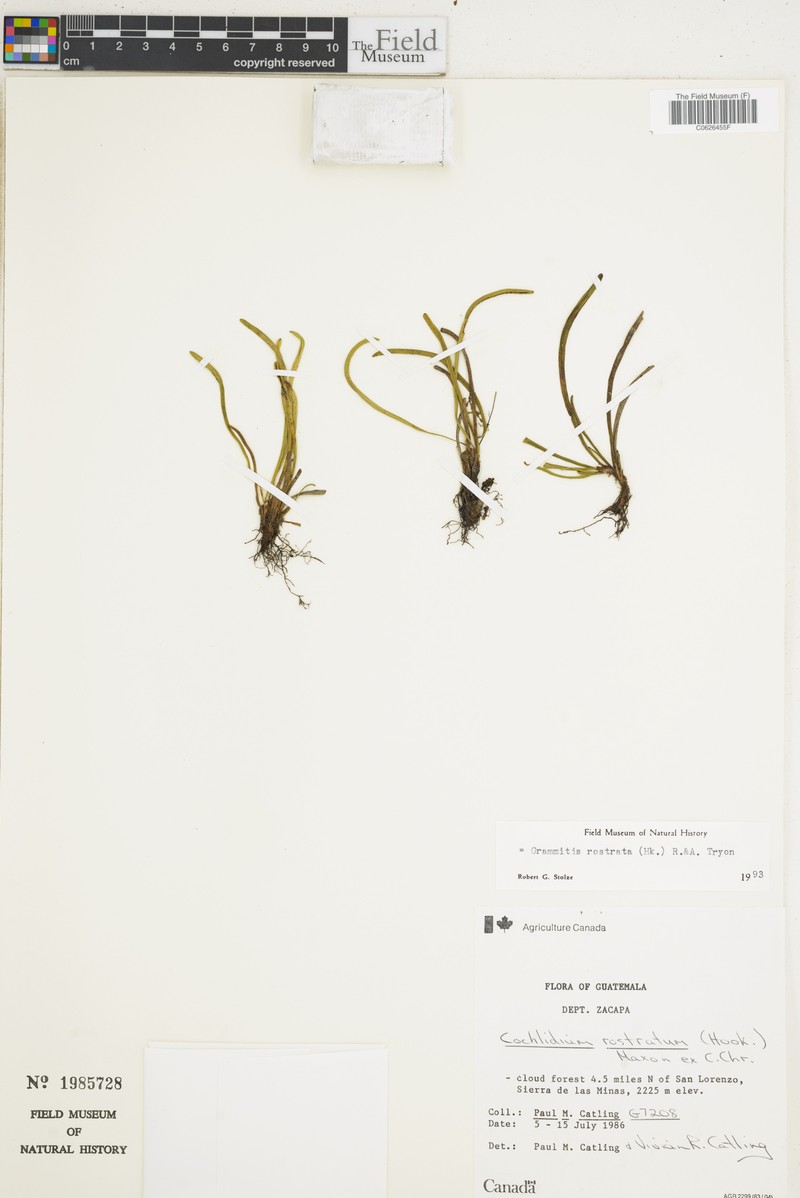 Beaked Snailfern photo 4