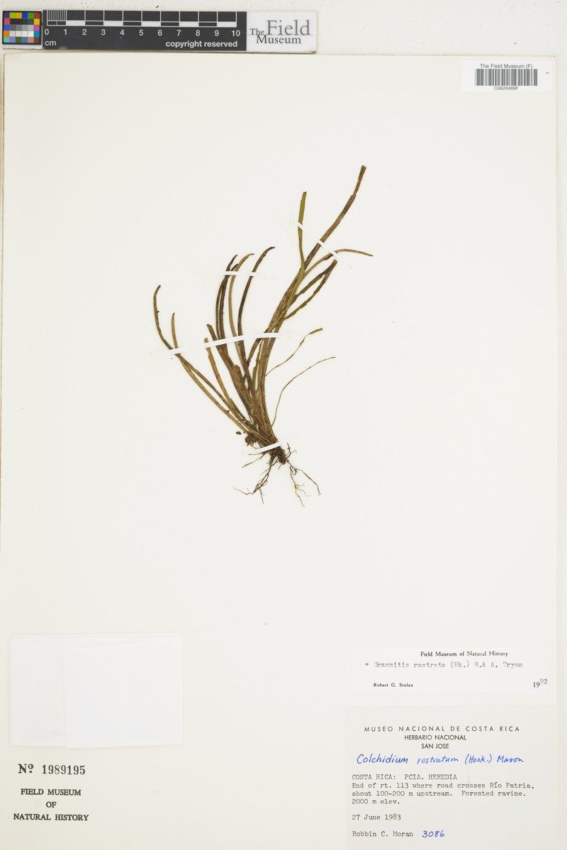 Beaked Snailfern photo 6
