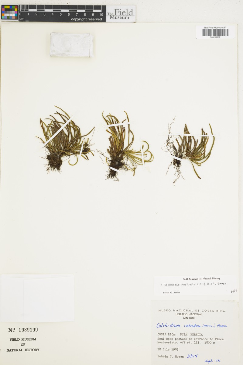 Beaked Snailfern photo 7