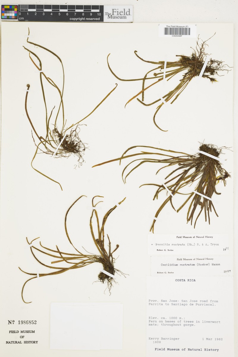 Beaked Snailfern photo 8