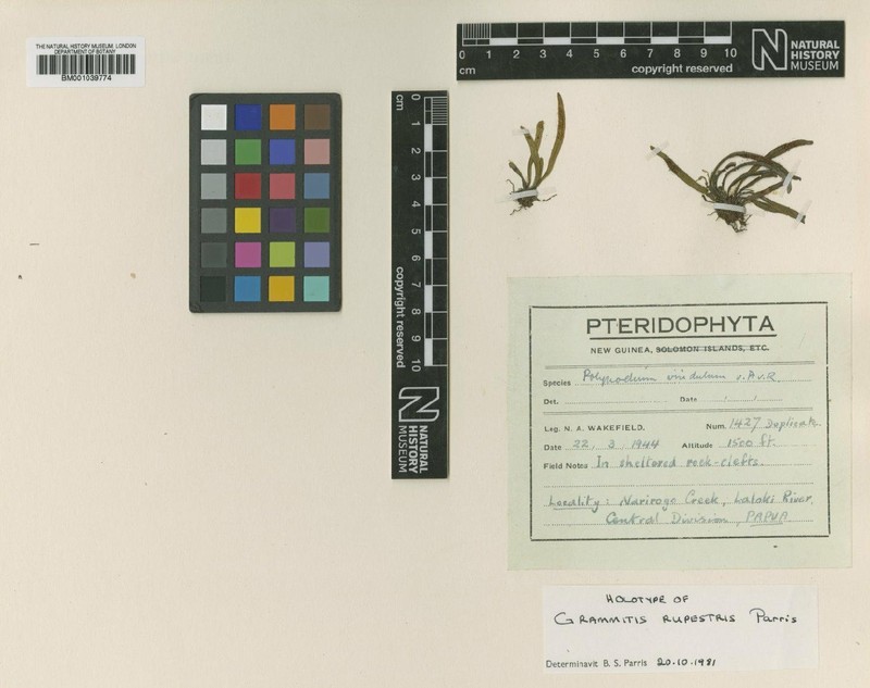 Grammitis rupestris