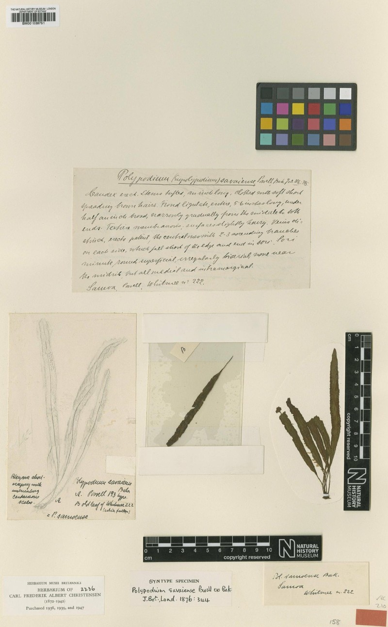 Grammitis samoensis