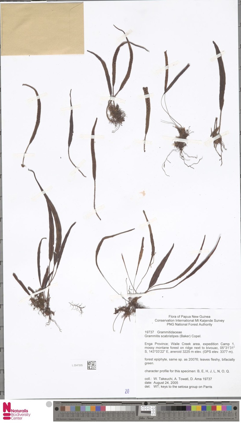 Grammitis scabristipes