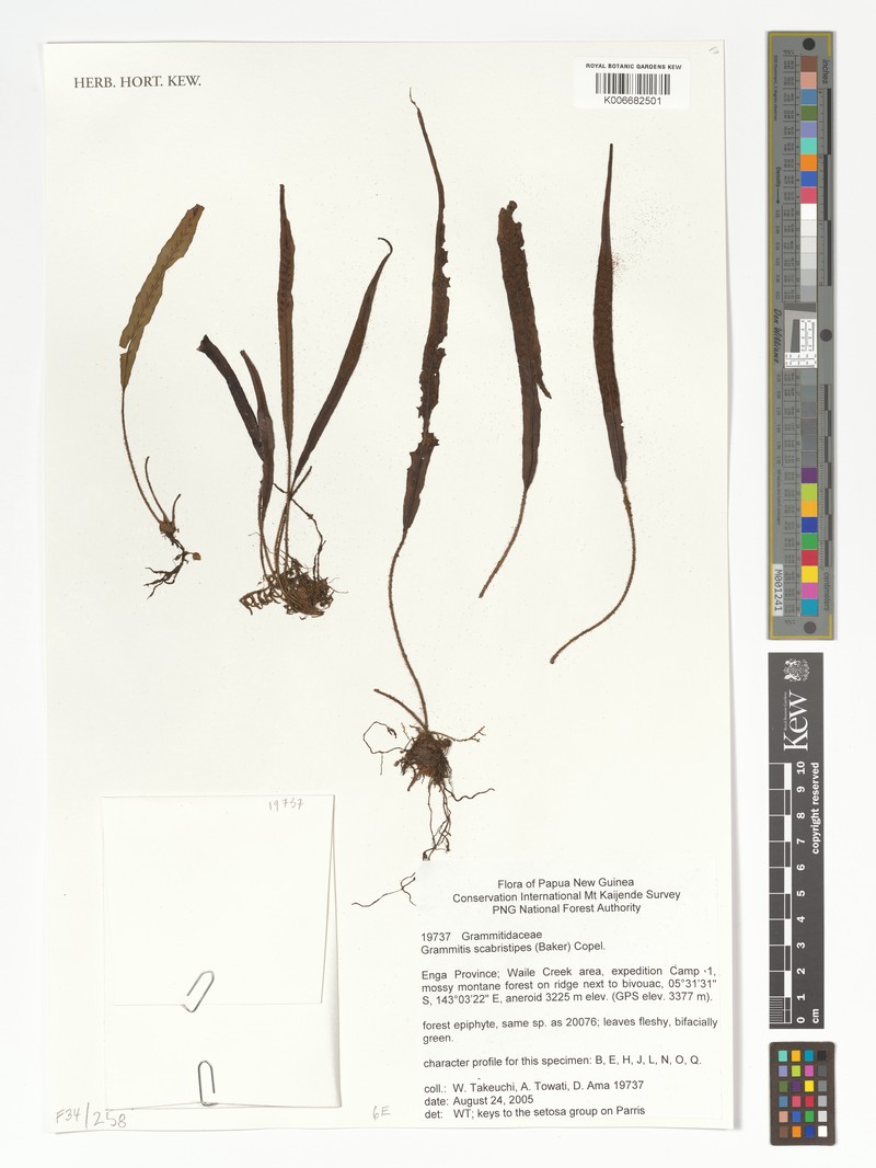 Grammitis scabristipes photo 2