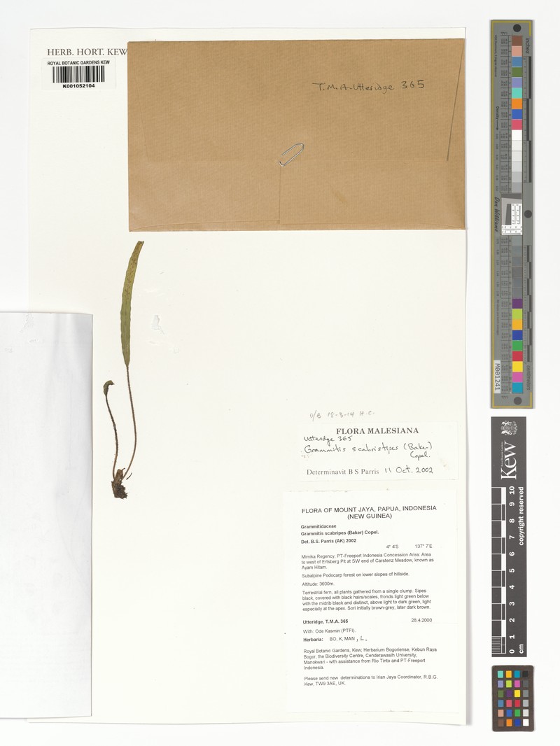 Grammitis scabristipes photo 3