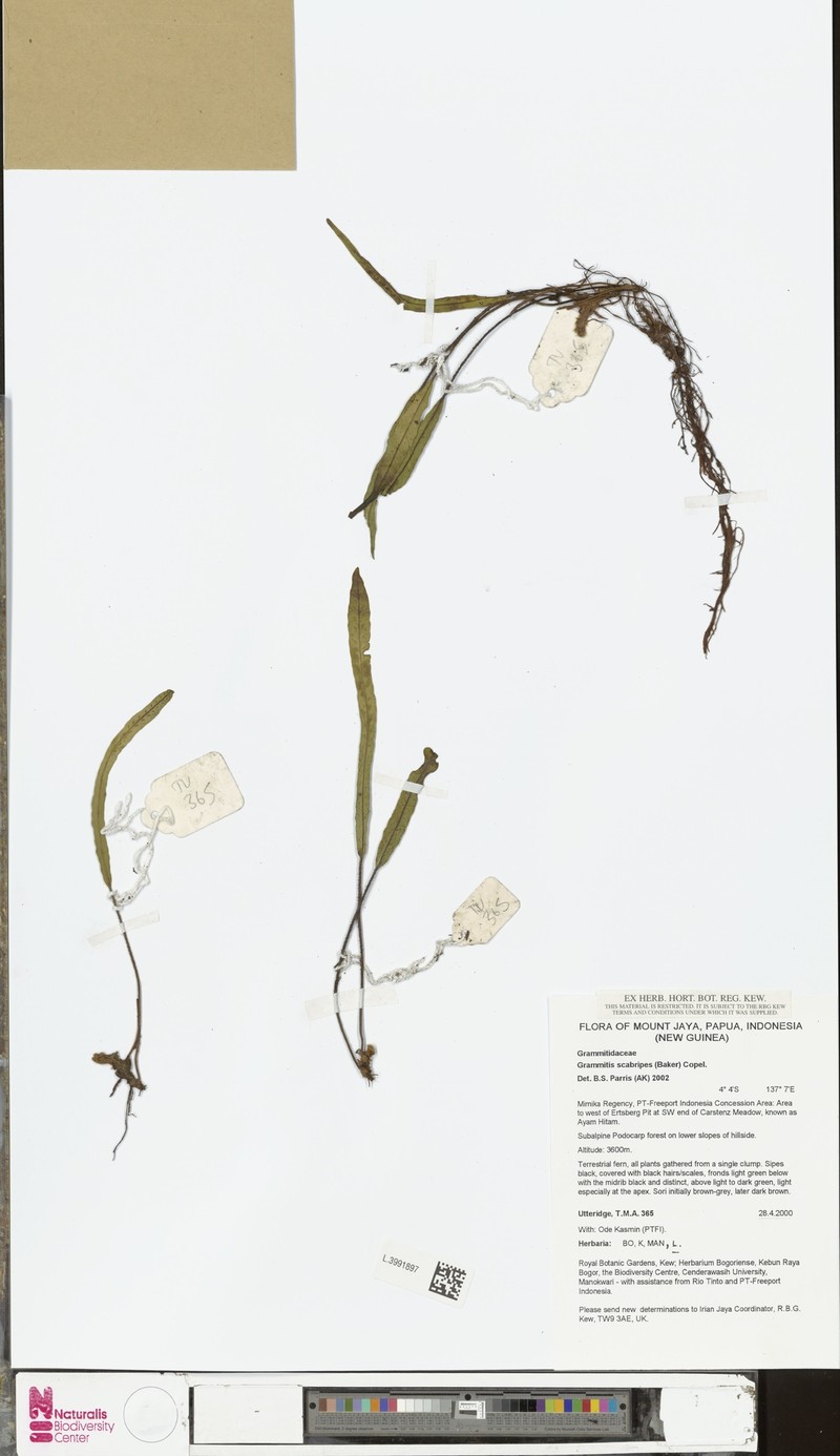 Grammitis scabristipes photo 4