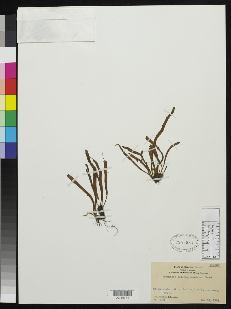 Grammitis scleroglossoides