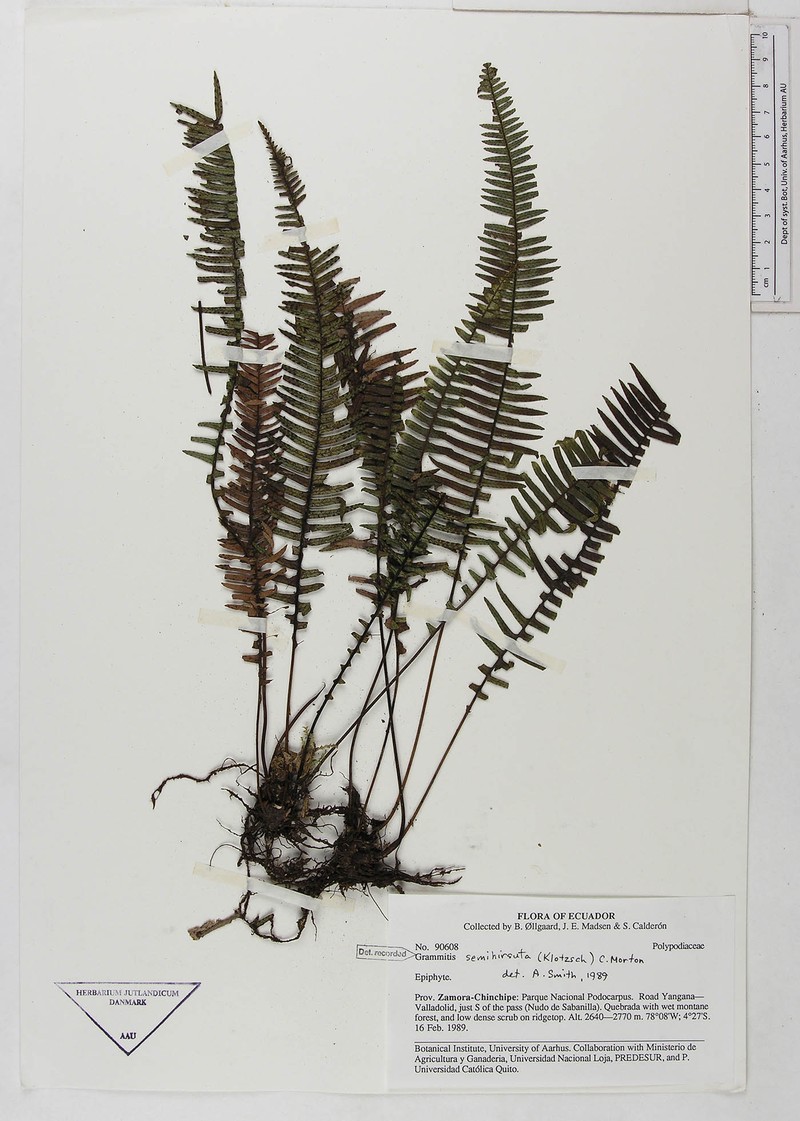 Grammitis semihirsuta