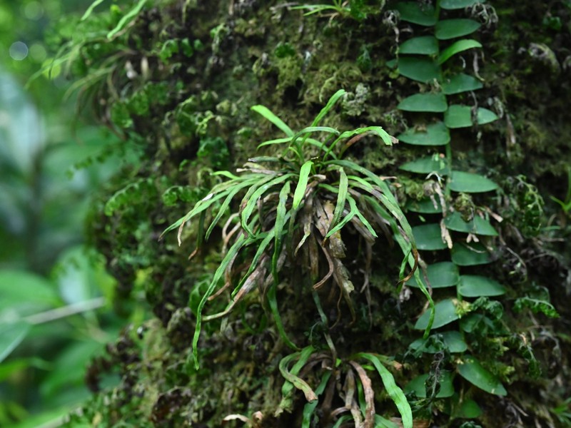 Tree Snailfern