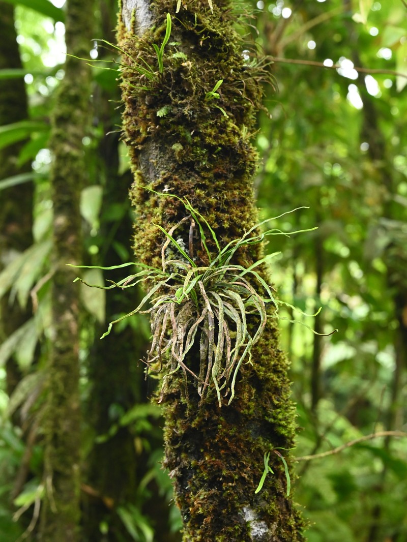 Tree Snailfern photo 2