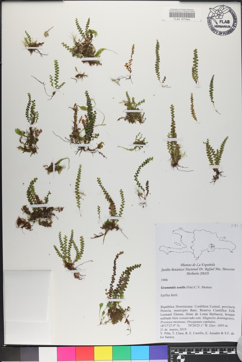 Grammitis senilis
