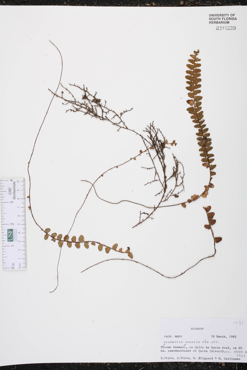 Grammitis senilis photo 2