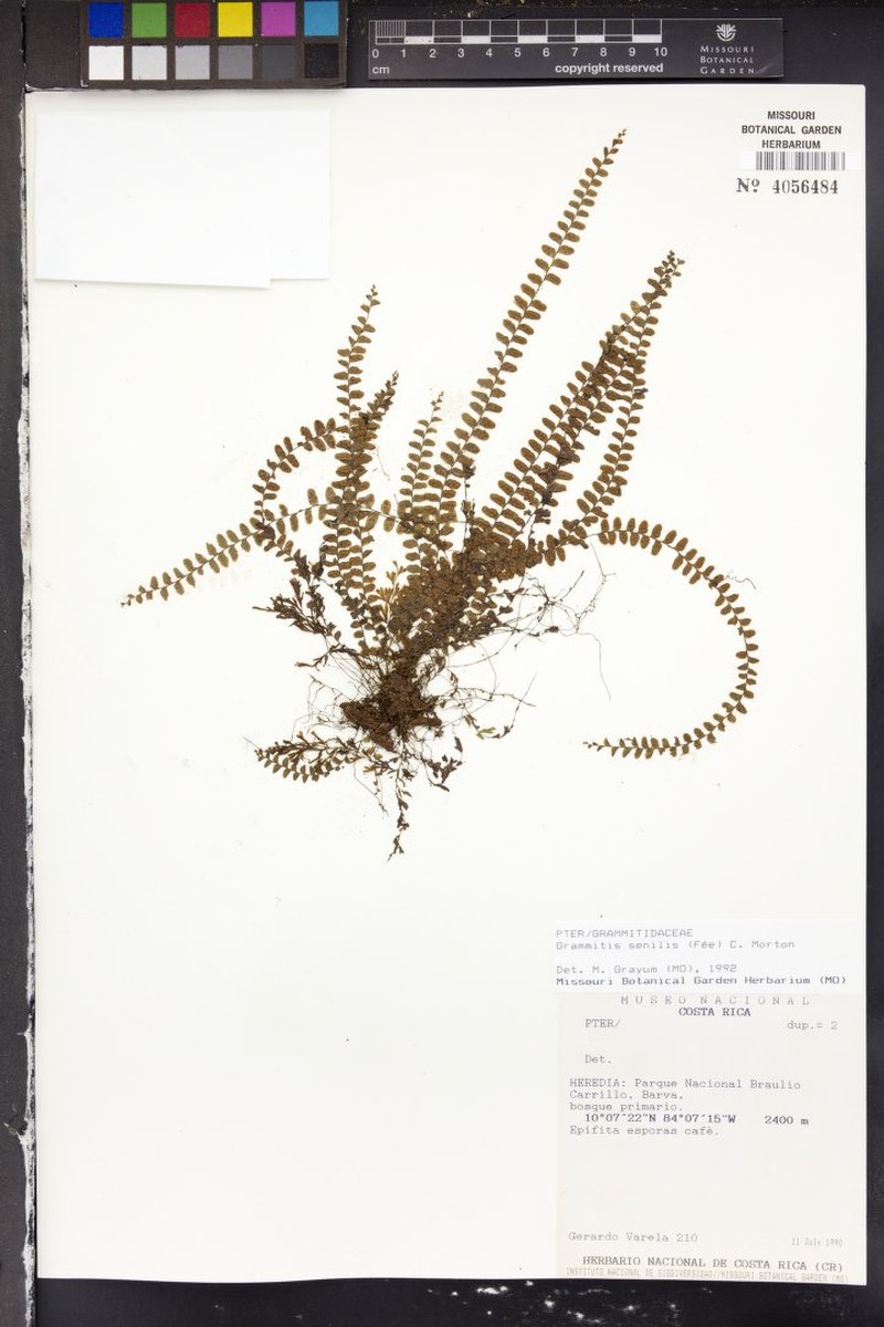 Grammitis senilis photo 3