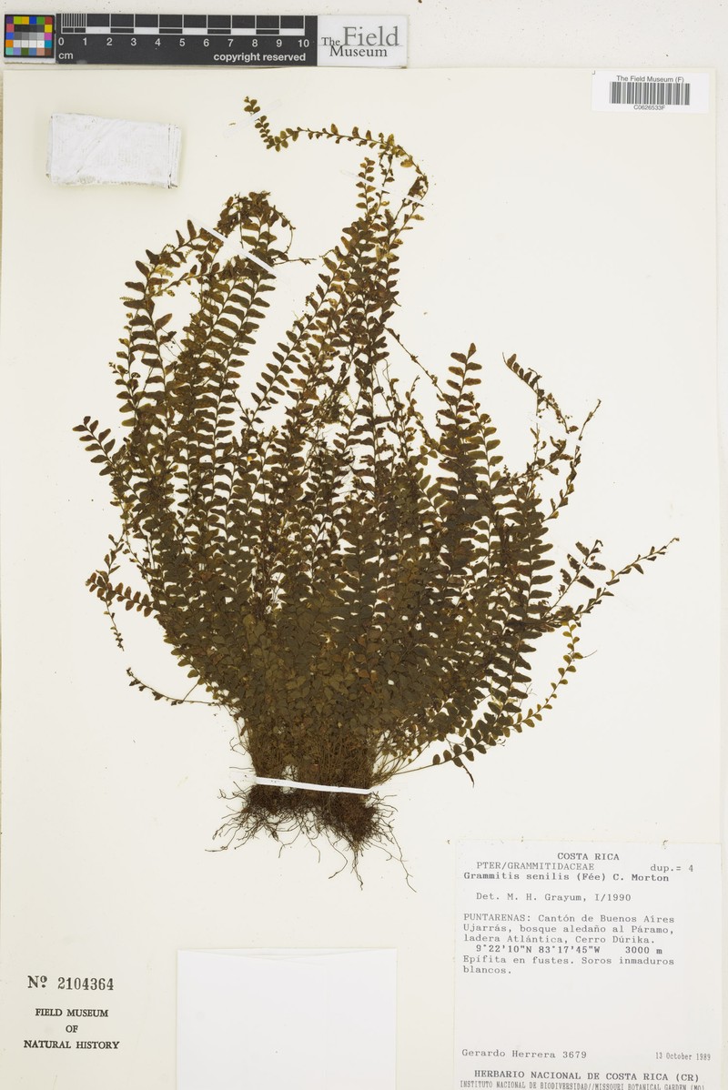 Grammitis senilis photo 4