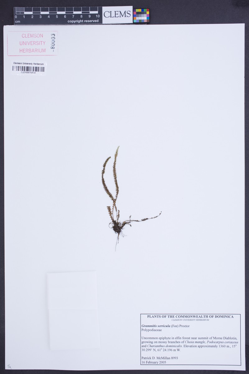 Grammitis serricula