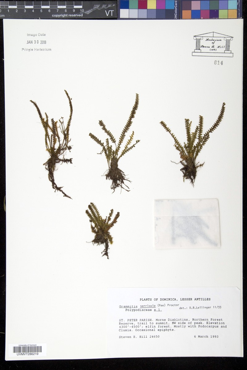 Grammitis serricula photo 2