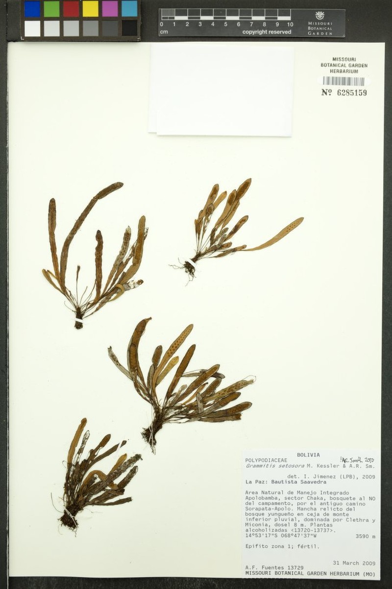 Grammitis setosora