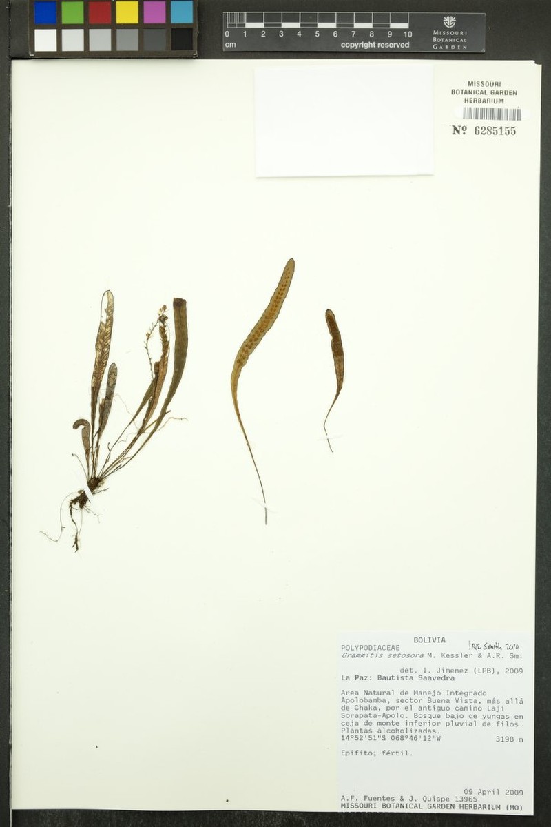 Grammitis setosora photo 2