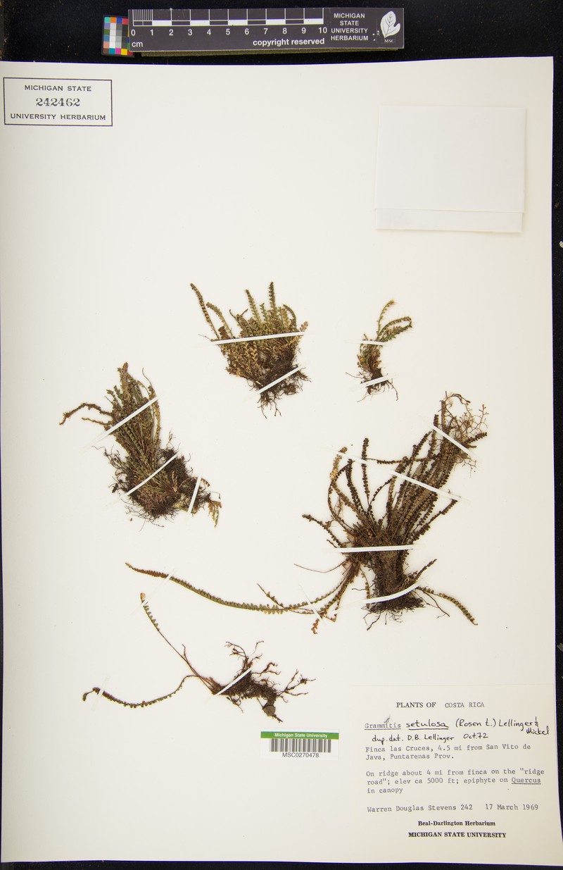 Grammitis setulosa