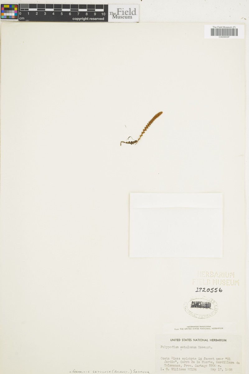 Grammitis setulosa photo 3