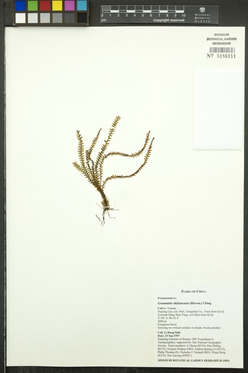 Grammitis sikkimensis