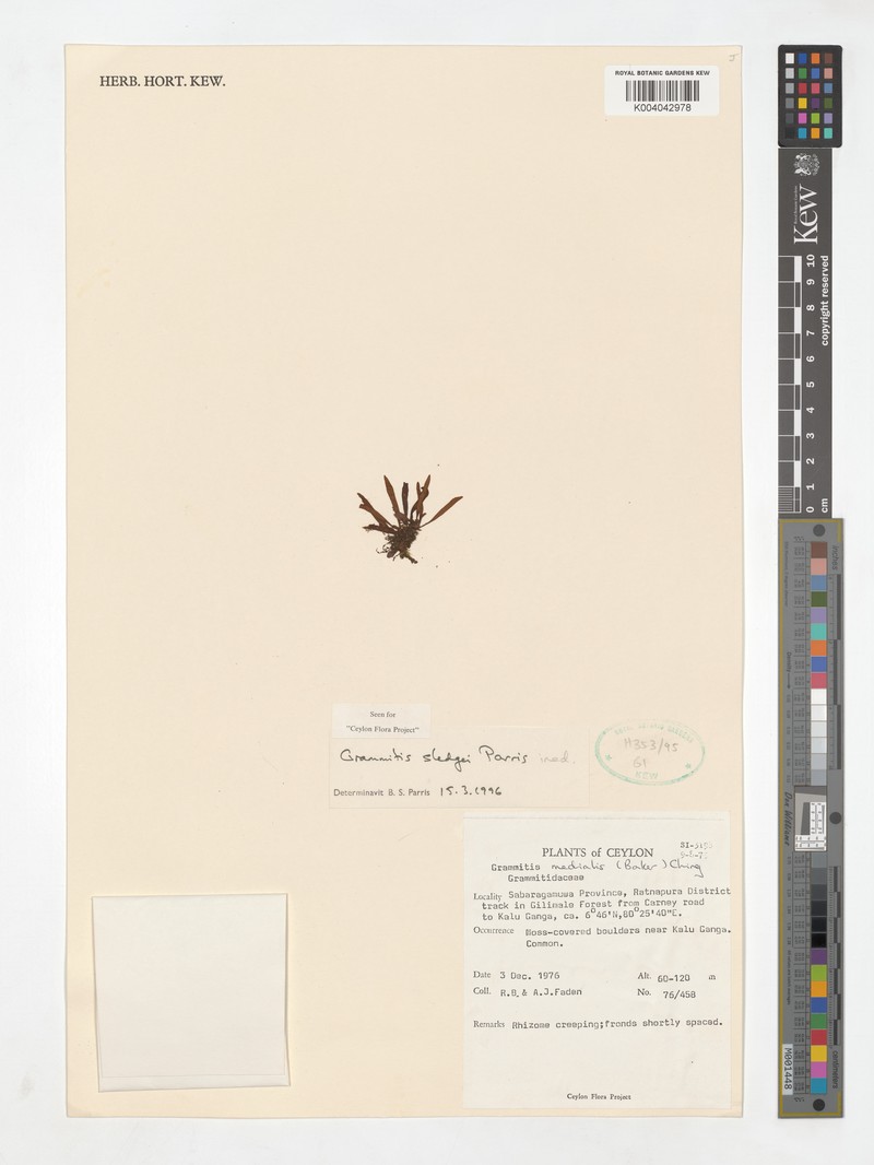 Grammitis sledgei