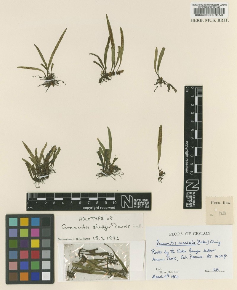 Grammitis sledgei photo 3