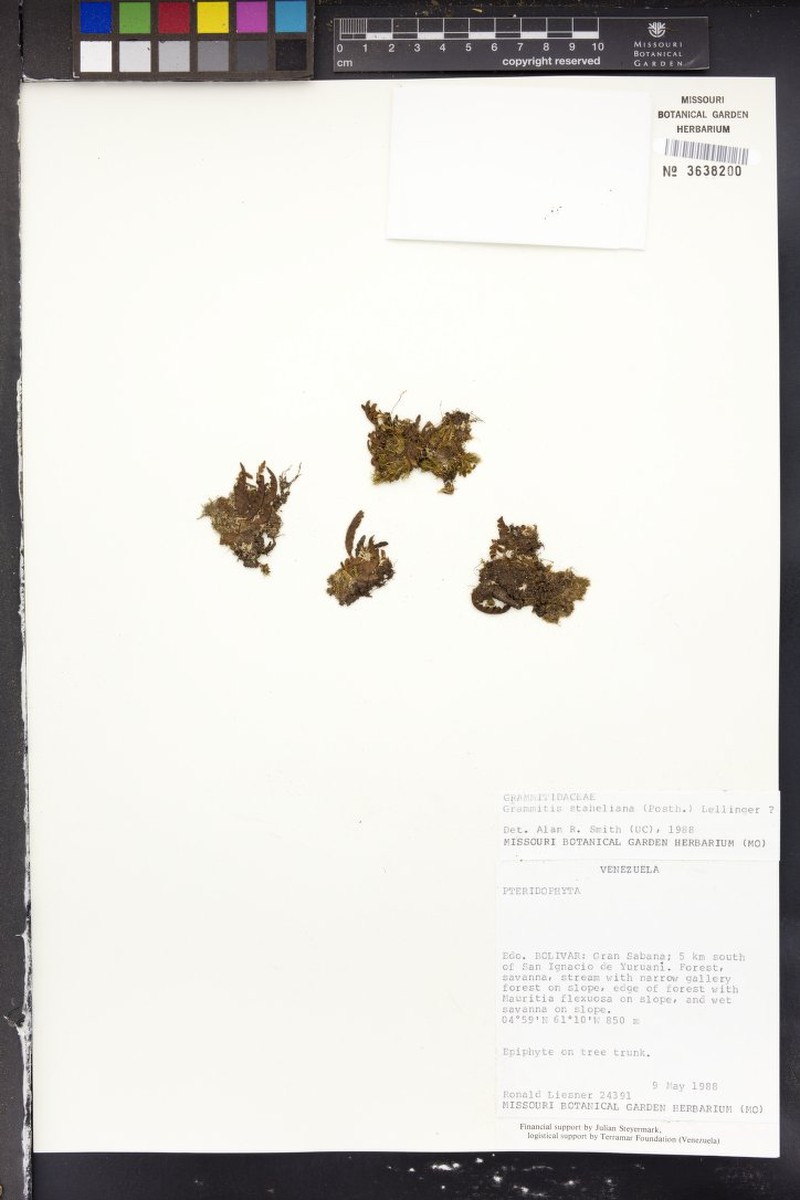Grammitis staheliana photo 2