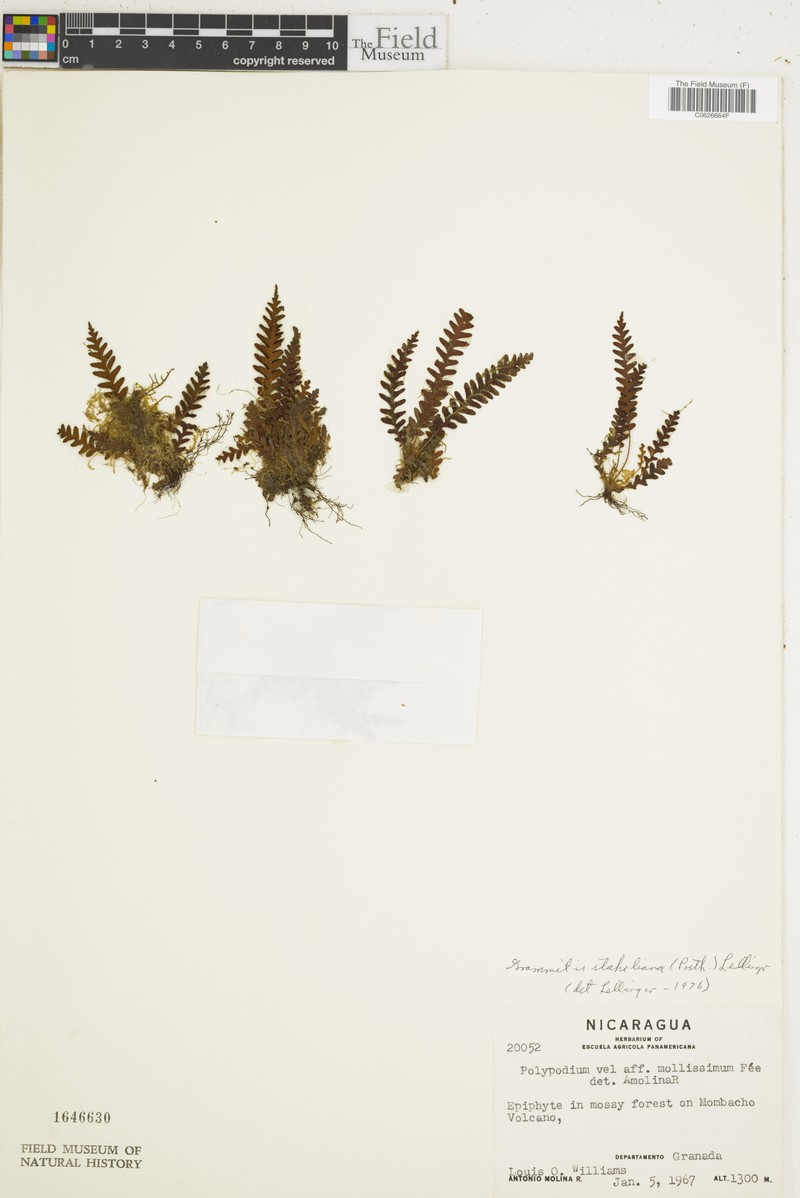 Grammitis staheliana photo 3