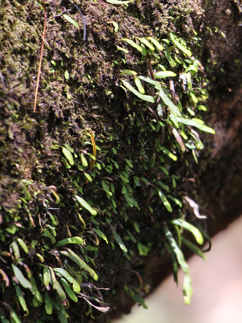 Grammitis stenophylla
