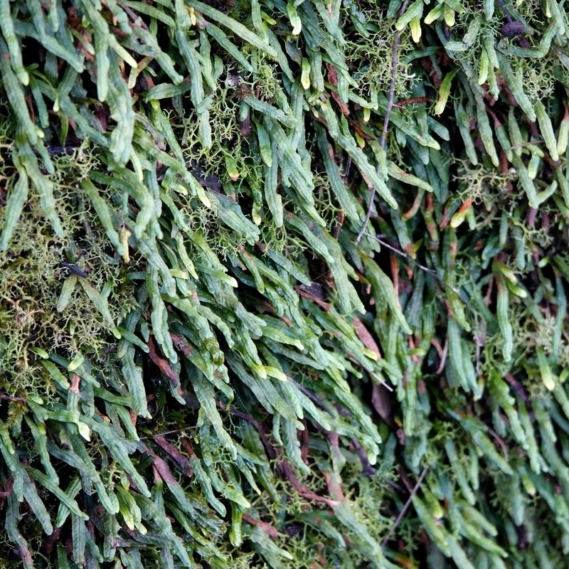 Grammitis stenophylla photo 2