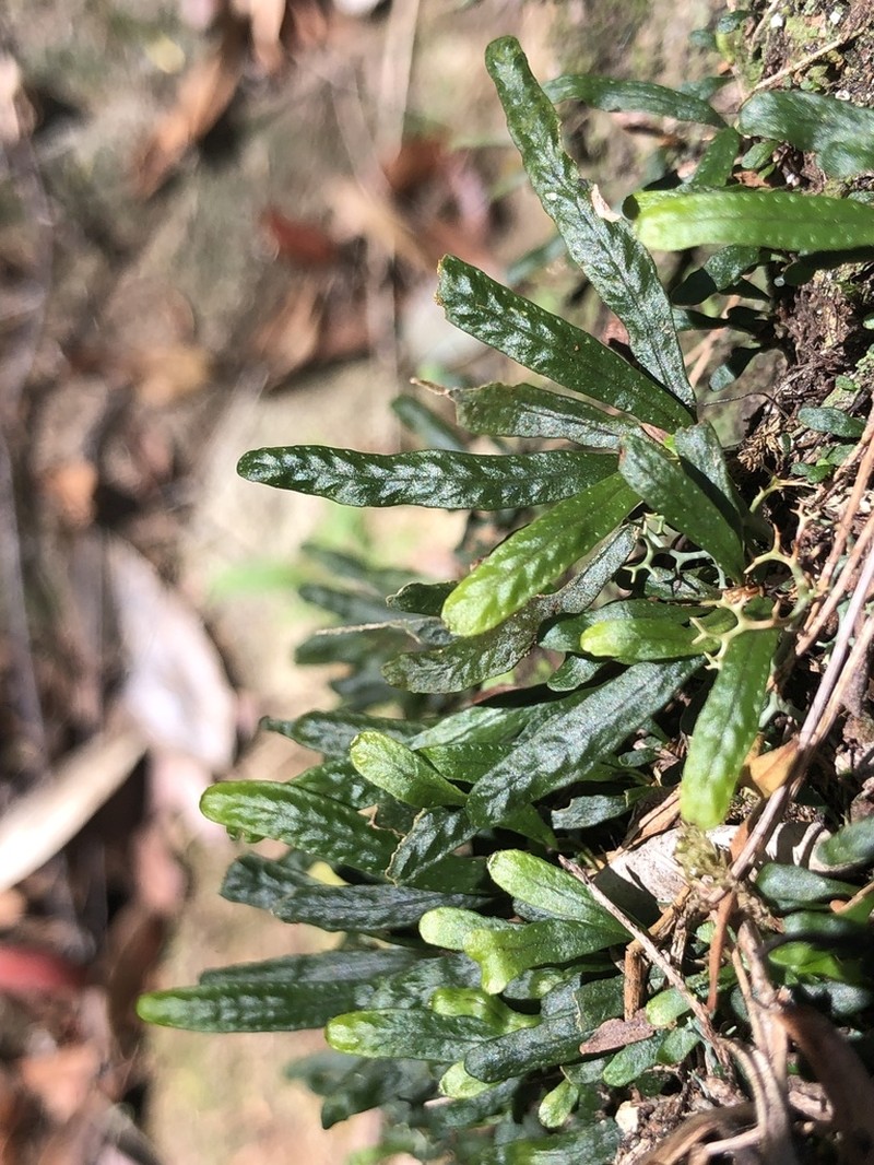 Grammitis stenophylla photo 3